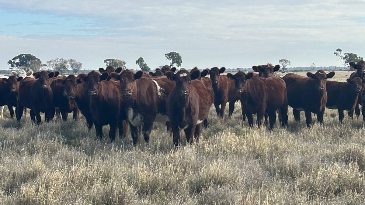 Weaners are put on fresh pasture that's been locked up for a few months, and backgrounded for the nearby JBS feedlot, meeting entry weights between 300 and 400 kilograms. Picture supplied