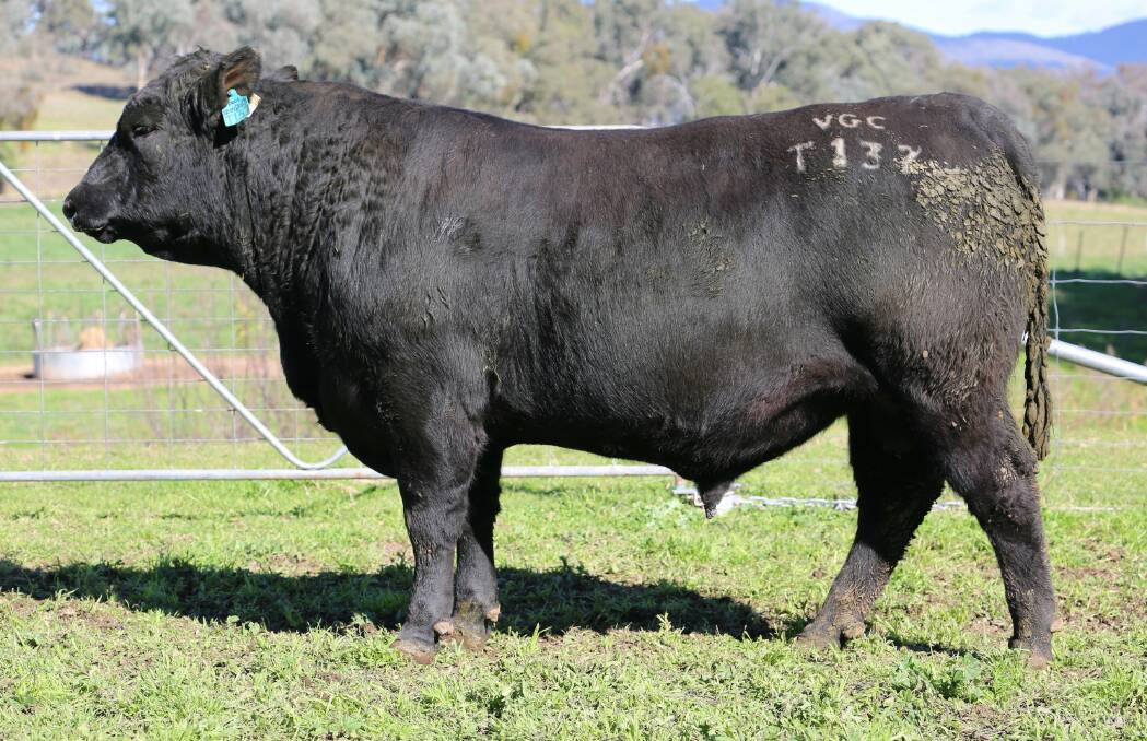 Lot 15, by $240,000 bull Millah Murrah Rembrandt R48. Picture supplied