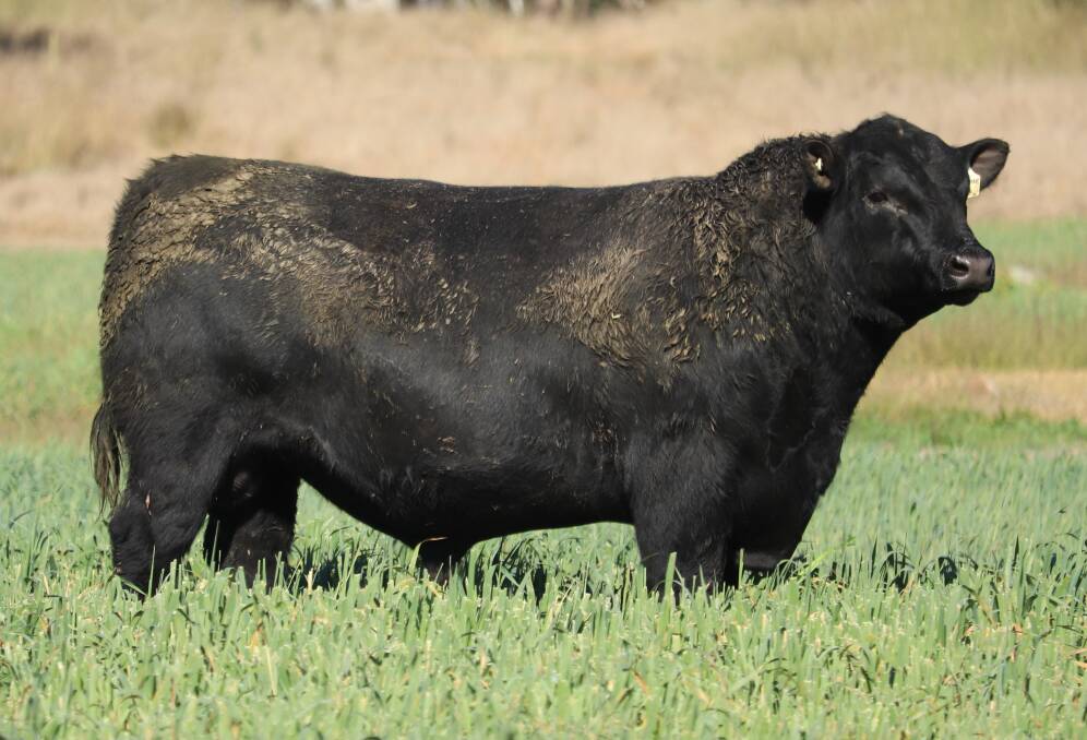 Lot 5, Inglebrae Chisum T9, by Spinkler S Chisum, is a thick, long bull with great volume and great EBVs for calving ease, birthweight, milk, scrotal, carcase and positive fats. Picture supplied
