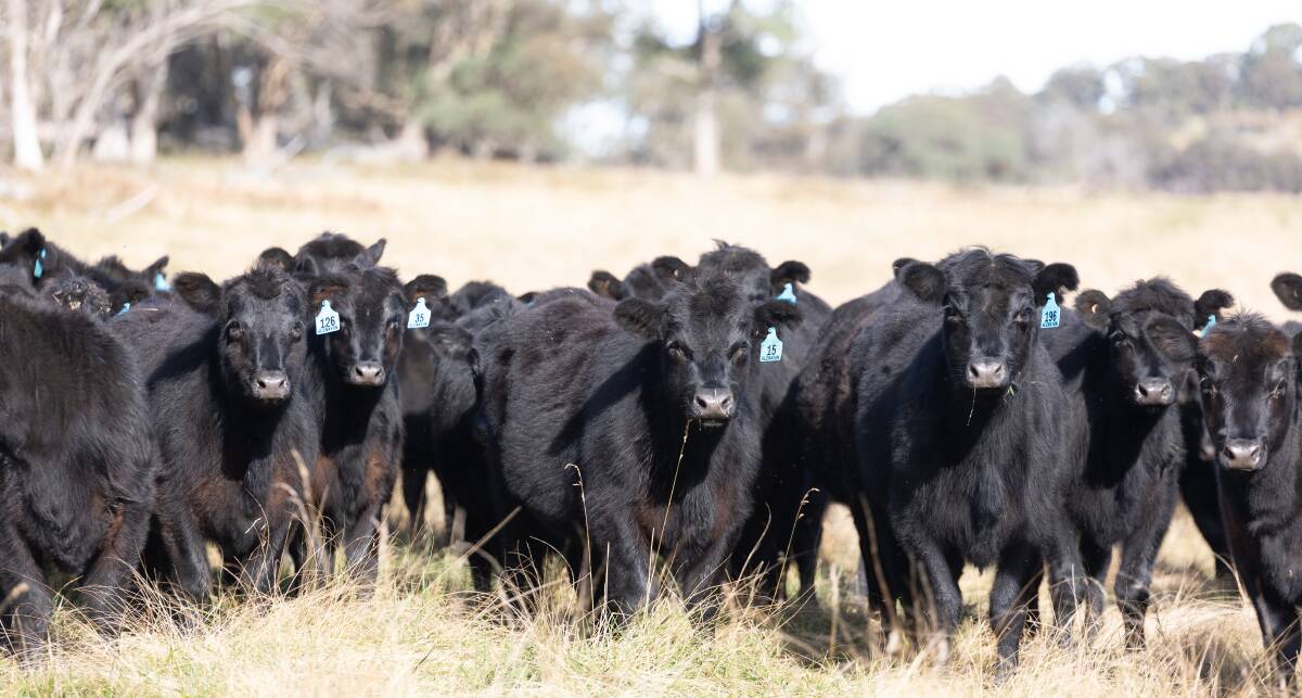 Glenavon is focused on maintaining a highly fertile, moderate cow herd, while increasing 200- and 400-day growth. It has 150 EU-accredited yearling heifers that are primed for a spring joining available in the August 5 sale. Picture supplied