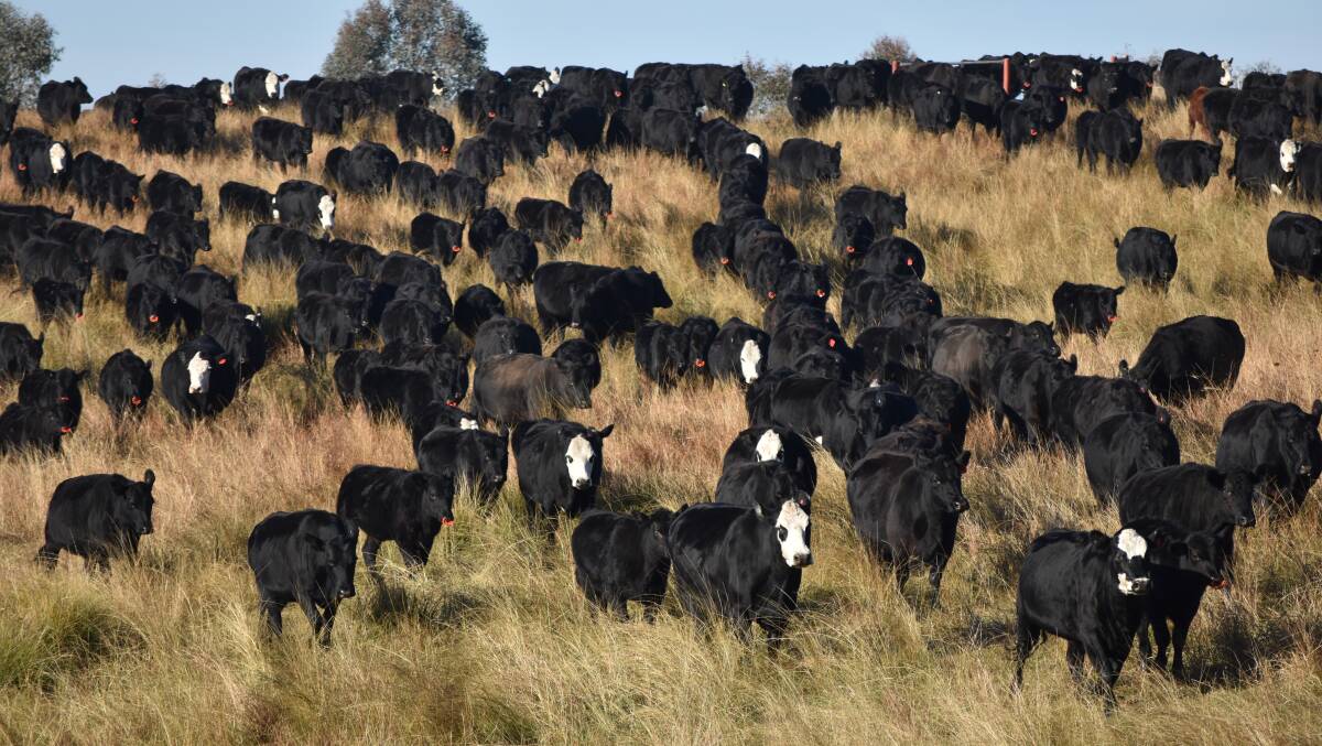 EFFICIENT ANIMALS: The Johnsons carefully select cattle that can thrive in their pasture-only production.