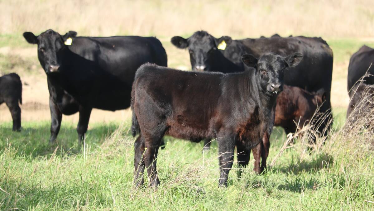 The Angus breed was selected for its fertility, moderate frame, doing ability in a temperate climate and meat qualities. Picture supplied
