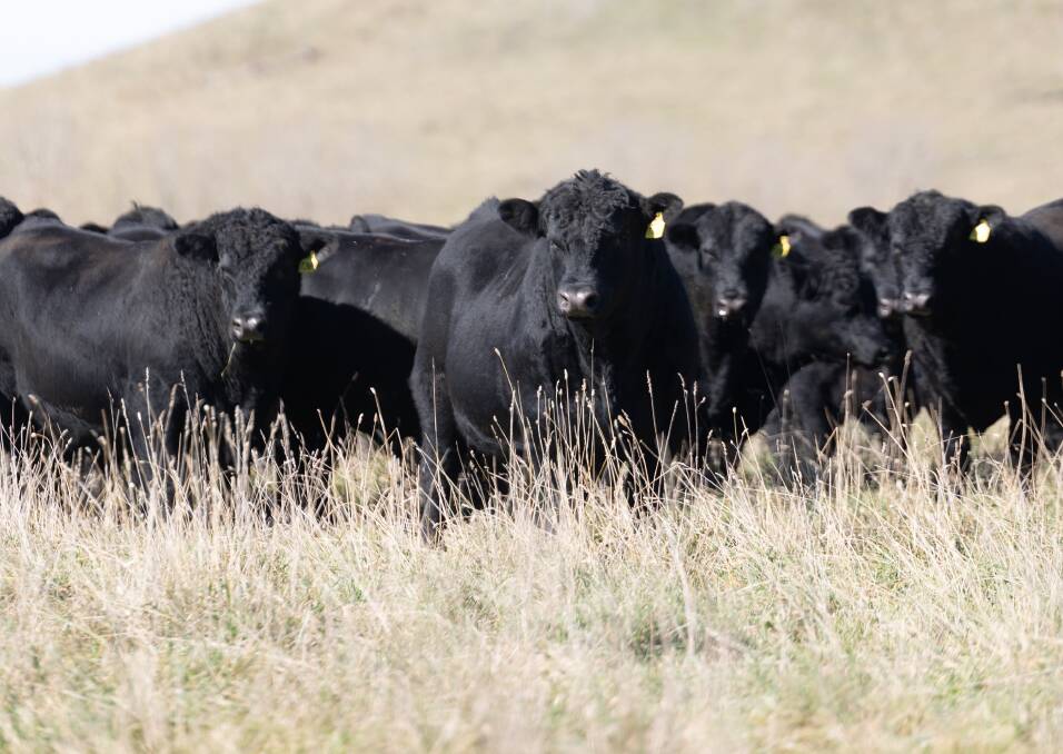 Glenavon Angus has a high quality draft of bulls available on August 5, including the stud's first sons of LD Capitalist 316 son RR Endeavour, Tehama Patriarch, Clunie Range Plantation and Dunoon bulls R760 and R788. Picture supplied
