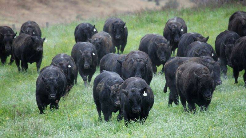 Commercially-relevant Knowla Livestock Angus sires lift profitability ...