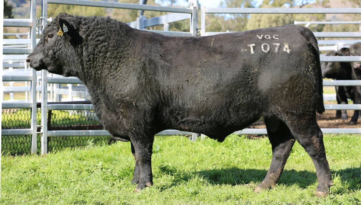 Lot 2 is a full brother to VPC's highest priced Angus bull in 2023 ($14,000), by Millah Murrah Powerpoint Q193. Picture supplied