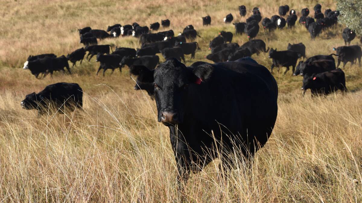 GRASS-FOCUSED SYSTEM: The Johnsons' goal is to turn cattle off with a good carcase from 14 to 24 months, and he uses an extensive grading system to select bulls and breeders