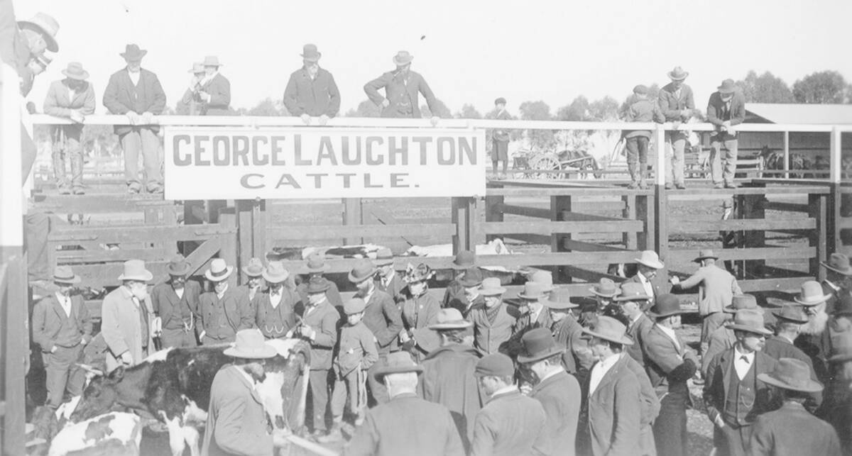 A cattle sale held by livestock auctioneer George Laughton in Adelaide in 1903. The first cattle auctions were conducted by Dean and Laughton in 1856. Photo by Ernest Gall, State Library of South Australia