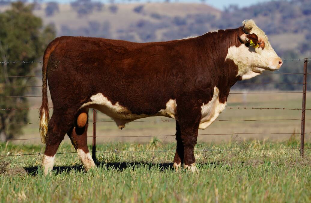 Ironbark N622 Black Hawk T170, a high growth bull that sold for $16,000 in 2023. Picture supplied
