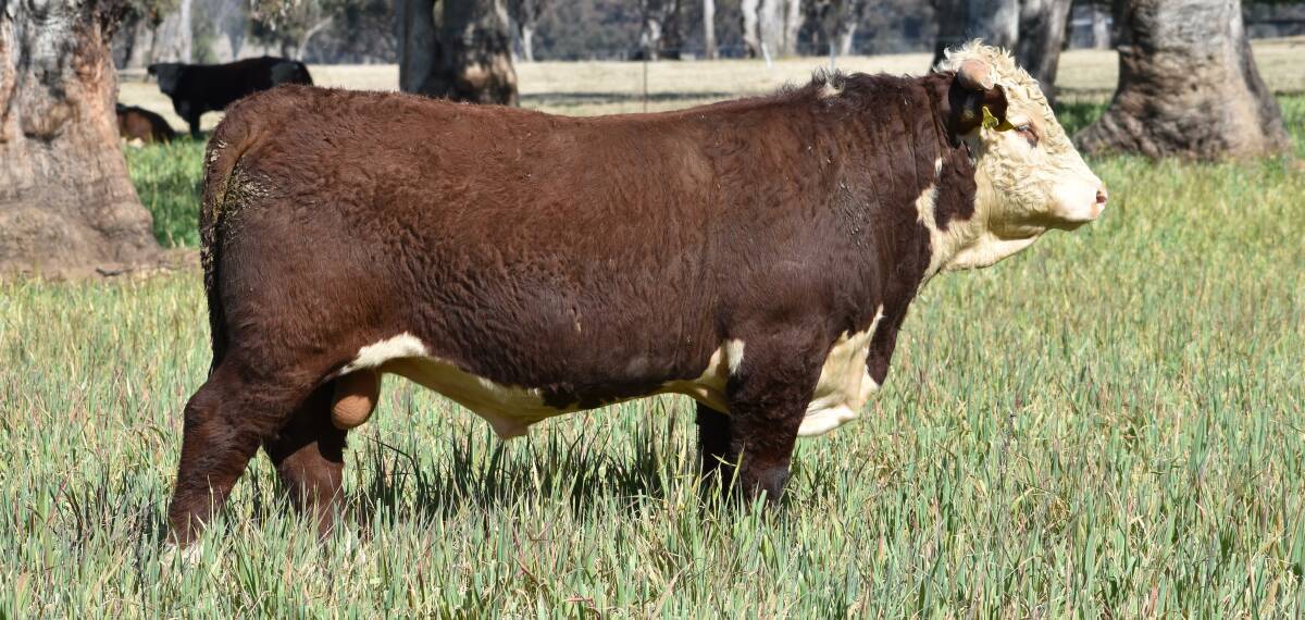 Ironbark L065 Advance S104 sold for $35,000 at last year's Ironbark sale. Picture supplied