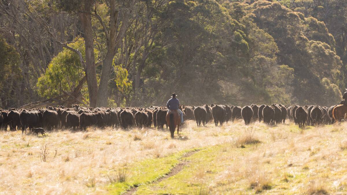 Maternal stayability is a high priority for Glenavon Angus, with it, along with progeny performance, informing genetic selection for the females. Picture supplied