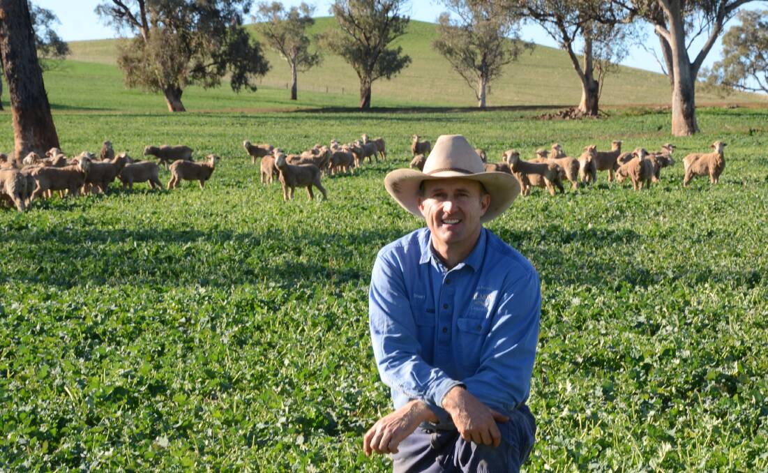 Stuart McDonald has his July/August 2018 drop Merino wethers grazing on a paddock of Clearfield 9070 canola originally sown with a mic of sorghum last October then spread with 70 wet tonnes a hectare of biosolids. The caanola was resown after March rain this year at 2.5kg/ha.
