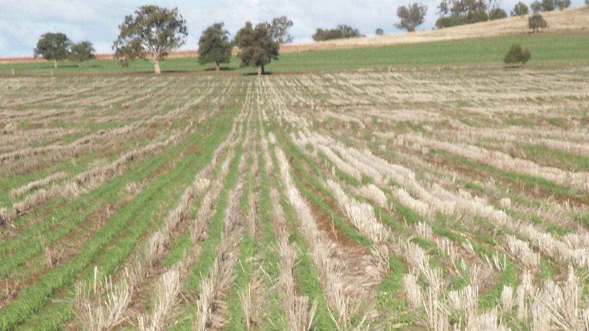 While zero till cropping often looks untidy, especially in early crop establishment, its ability to capture more water and yield higher is well proven.