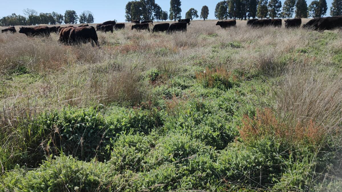 Another view of steers grazing King serradella in August 2020 and gaining over 1.2 kilograms a day weight. 