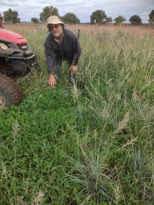 George Avendano, Towri, Boggabri, checks winter legumes, mainly biserrula, coming through a tropical grass pasture. It has been important to graze tropical grass to below 4.0 t/ha dry matter to allow annuals to germinate.
