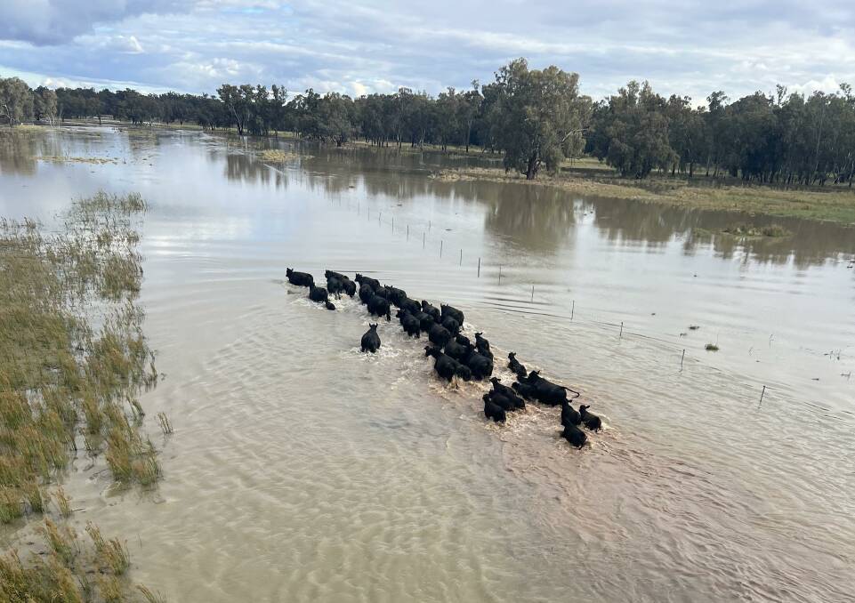 Livestock moving through the floodwaters affecting Banar, near Condobolin. Photo: Hamish Wald 