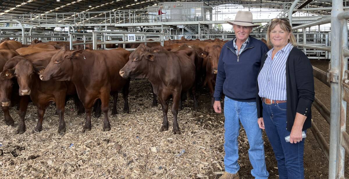 Dale and Kath Curtis, Dubbo, with the top priced PTIC cows at Forbes store cattle sale. Picture by FLA