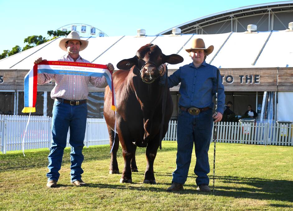 Greg and Wil Moxey with senior and grand champion bull, and best exhibit, Denngal Romeo, D and G Moxey, Denngal Santa Gertrudis, Forbes. Picture by Clare Adcock