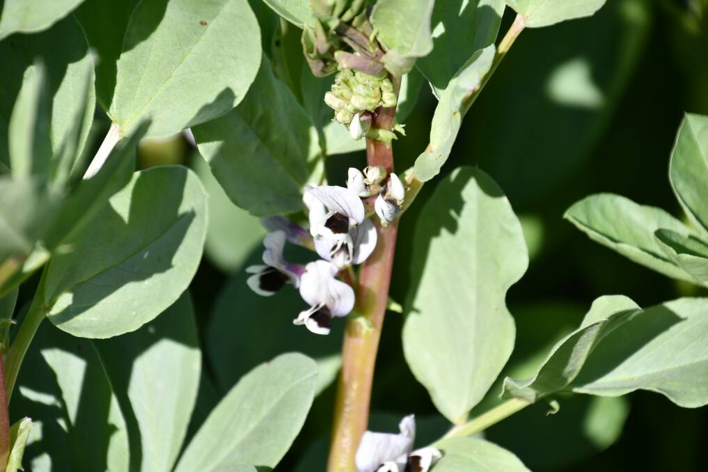 The faba beans on Neil Kingham's Tichborne property have enjoyed a good season so far and have developed a lot of biomass. Picture by Denis Howard 