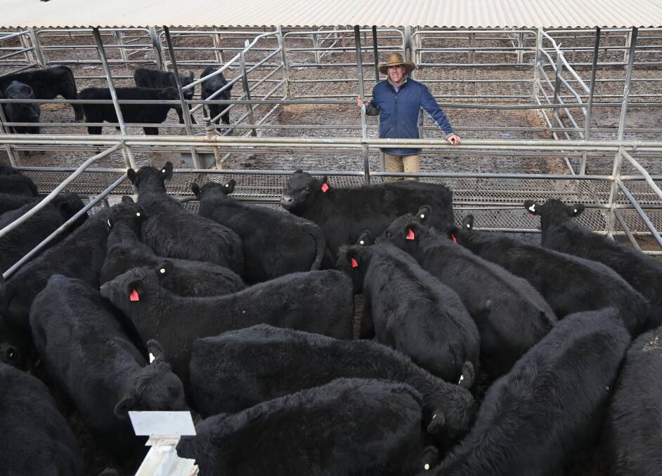Danny Tink, Peter Milling and Co, Dubbo, with the equal-top priced lot from the first Dubbo Feeder and Weaner Sale last Friday. Picture by Denis Howard 