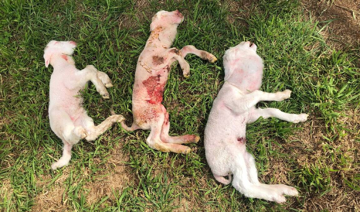 Three stillborn lambs were found with goitres at a Central West property. Picture supplied