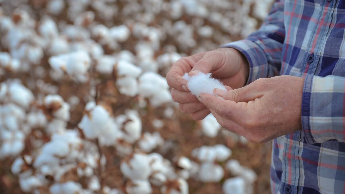Cotton Australia reported the quality of the crop ginned and classed to date was exceptionally high. File picture