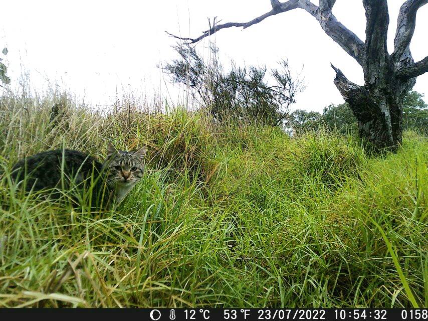 This feral cat was hunting Latham's snipe on Crown Land at Orford, Victoria. Picture supplied by Lisette Mill