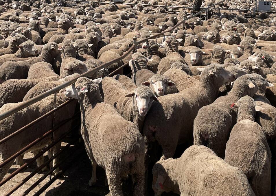 James Jackson has been following the Lower House standing committee inquiry into the decision to phase out the live sheep trade. File picture by Stephen Burns