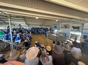 A view of last year's 2023 Texas Angus bull sale near Warialda. File picture by Andy Saunders