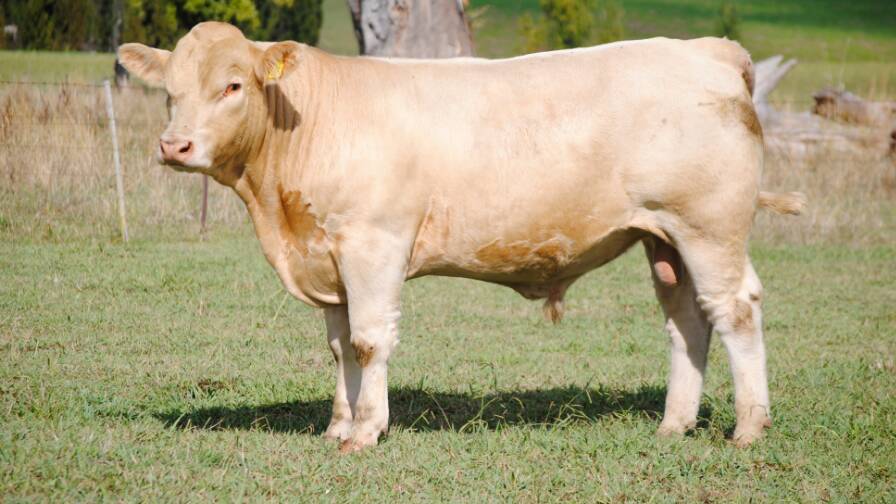 Second top-priced bull Challambi Trumpet by Valley View Leader from Challambi Spice sold for $9000. Photo is supplied.