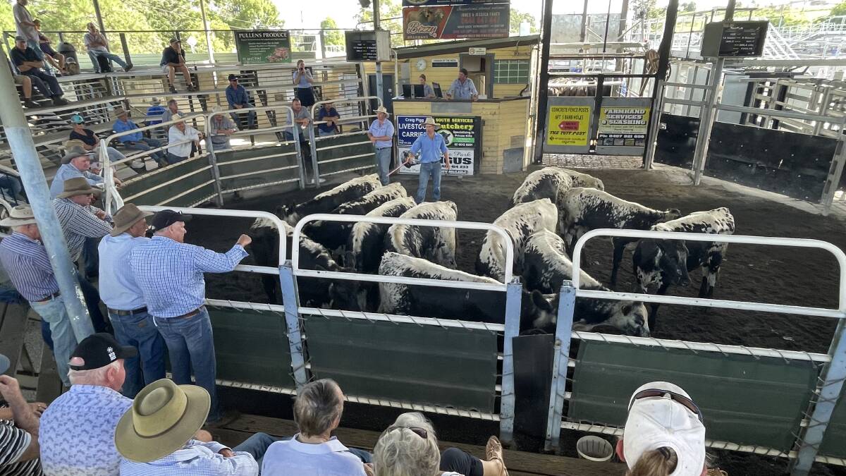 A dozen stand-out Speckle Park steers from vendors of the week Michael and Julie Moore, Dorrigo, 306kg, made 368c/kg or $1127.