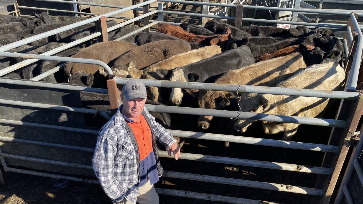 Andrew and Karen Kerse, Wongabel Farm at Yarranbella sold Angus steers 325kg for 320c/kg or $1040. Their heifers, in this mixed pen, 272kg made 268c/kg or $729 at Macksville on Monday.