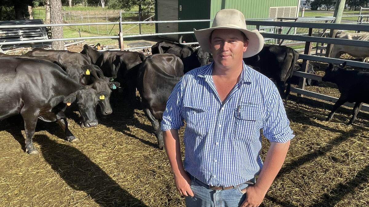 New selling agent and auctioneer with Farrell McCrohon, Lachlan Gay, with a pen of Angus cows with calves from Dean Short, Ulmarra, that sold for $1550 a unit. A native of the Clarence Valley, Mr Gay spent time as an agent in Roma, Qld, Dorrigo and Guyra before coming home.