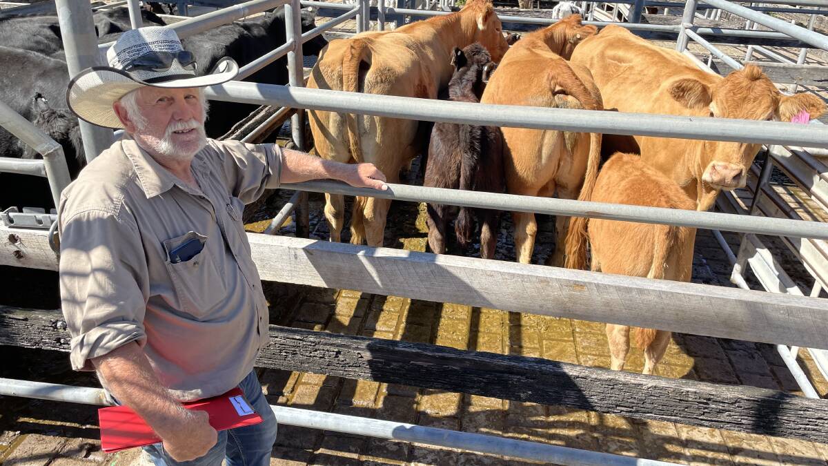 Jim Hudson, Duckenfield, with Limousin cows with black limo calves from the Eveleigh family, Booral, following the sale of their property, which sold to $2150.