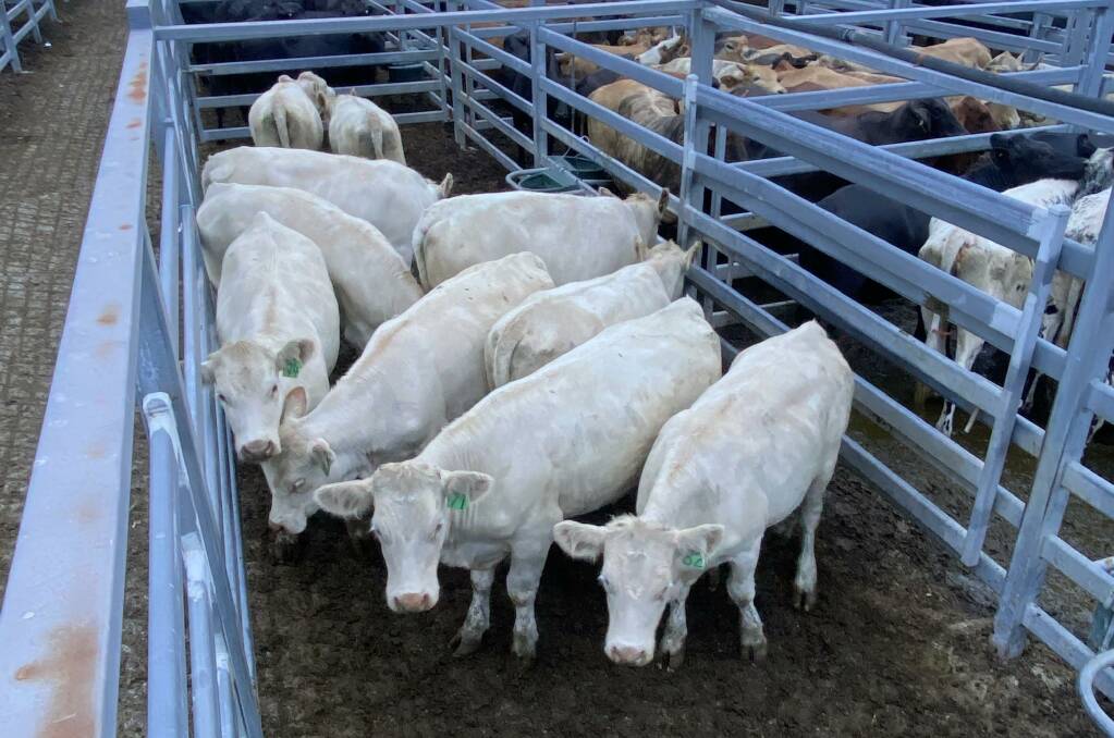 Unjoined Charolais heifers from Tony and Sophie Brown, Kinchela, made $1620. Photo India Dowling.