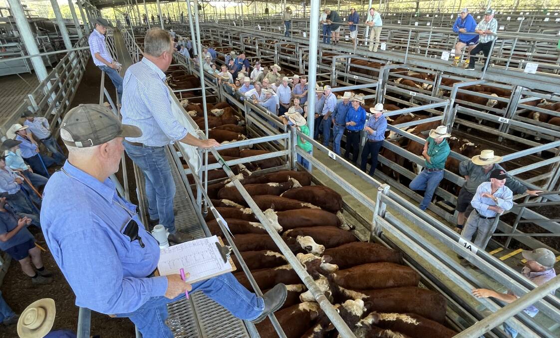 Northern Rivers Livestock Exchange will be offered for lease out of council hands after a stand-off between local government and livestock agents could not be resolved. File photo.