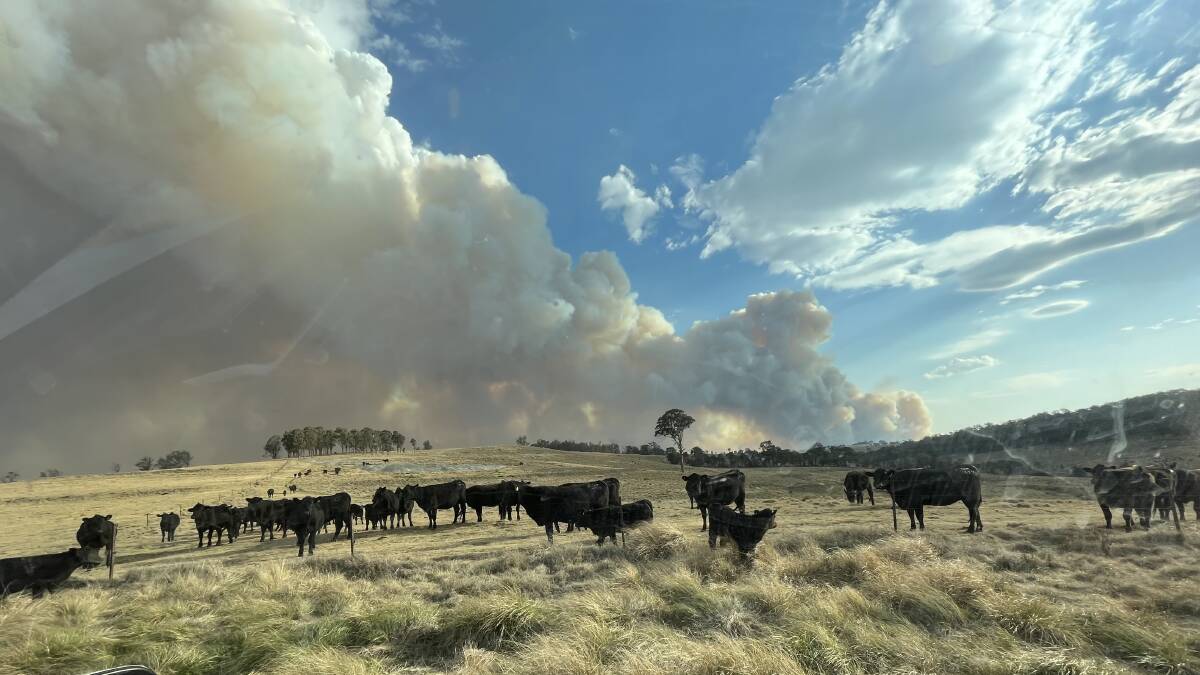 Dry pasture at Tenterfield was easy fodder for the fire front. Photos by Lisa Martin.