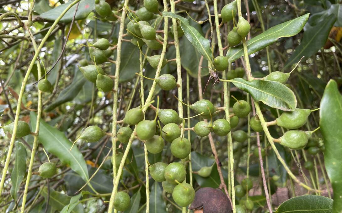 Excellent nut set in the Lismore district bodes well for another strong harvest result for 2023.