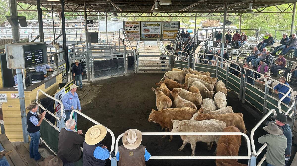 The Chapman family, Fineflower, sold Charolais cross steers 259kg for 390c/kg or $1010, winning the champion ribbon for Euro infused steers. Photo supplied.