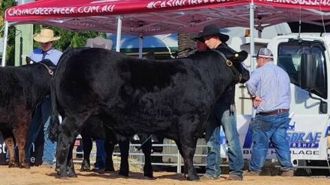 The black Limousin steer that won the open and junior carcase competition at Casino Beef Week.