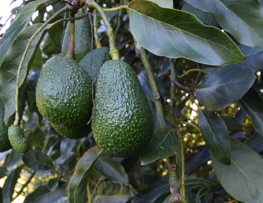 Australian avocados have never been cheaper to the consumer as farmers lose money.