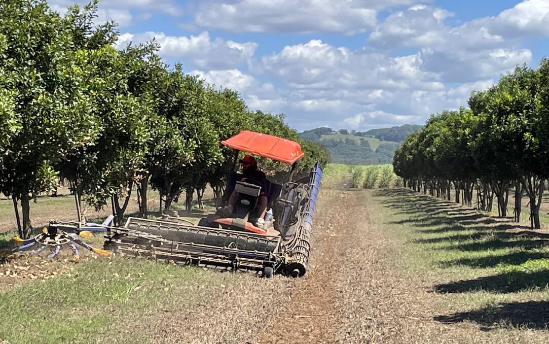 Dry conditions at macadamia harvest lend themselves to a better yield but this year's wet weather has hampered nut recovery with most farms behind schedule. File photo.