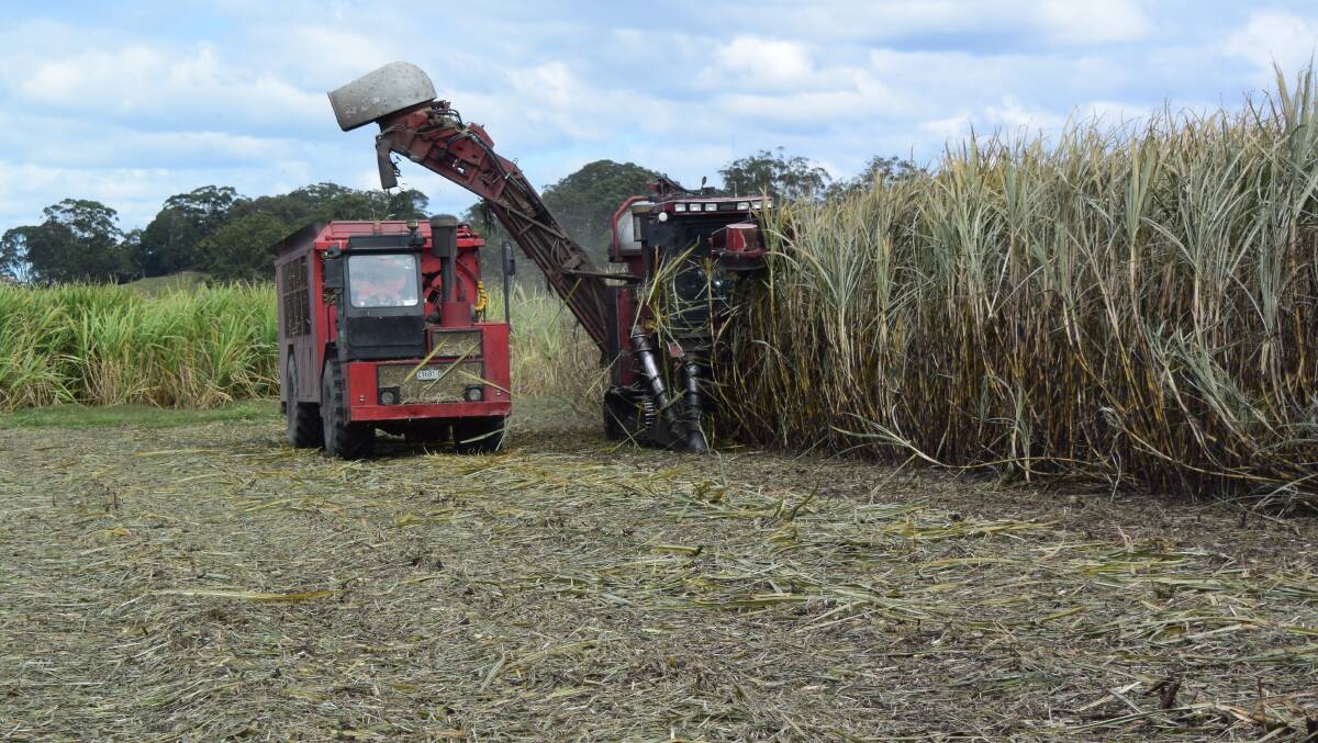 Harvesting one-year-old sugar cane on the Tweed. File photo.