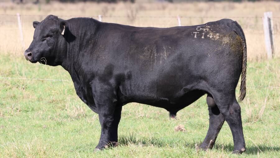 Wattletop Exclusive T144 sold to repeat local clients for the top money of $26,500 at the Guyra stud's 2024 online sale.