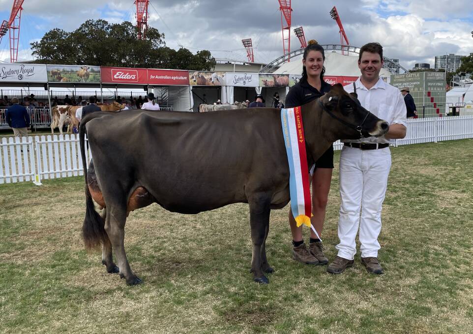Interbreed intermediate champion dairy cow Q-Bee Oliver Gin P, exhibited by Rebekah Love and Andrew McRae, Amore Jerseys and Spike Genetics, Newry, Victoria, pictured with breeders Lyndsey and Mitchell Flemming, Impression Jerseys, Newry, Vic.