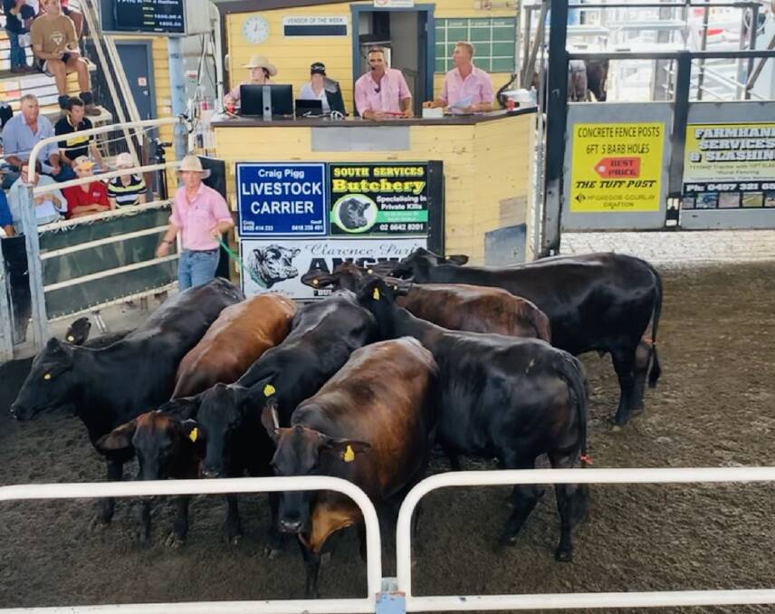 Best pregnancy-tested-in-calf heifers sold to $2750 a head for Brangus-cross from Ulmarra Angus stud, Clarence Park. Photo supplied.