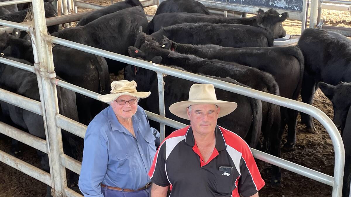Ken and Brett Waters, Gostwyk, with their top pen of champion steers, making $1519.20. Their champion heifers brought a bid of 370c/kg for 334kg or $1235.39 to top the sale price for female weaners.