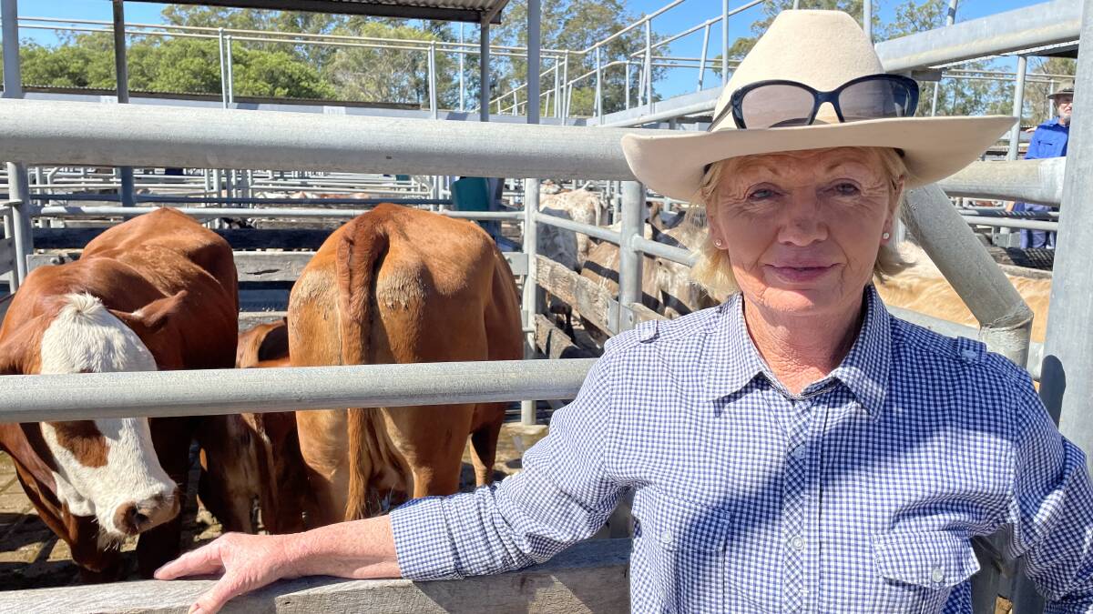 Tanya Hooley, Scone, sold Santa Gertrudis and Droughtmaster cross cows with calves for $2500, going to the Macleay Valley, with a lack of autumn rain in the upper valley forcing her to destock.