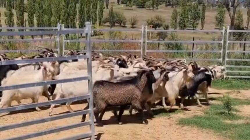 Rangeland goat has fallen in value by more than half and downward price pressure is expected well into next year. Photo: Supplied