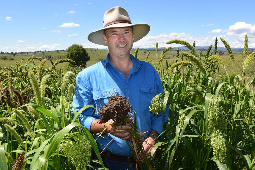 Glen Chapman, Wollomombi, standing in a fast growing cover crop of mainly millets planted on the first rain after Christmas and which have taken advantage of the great summer break to build soil fertility.