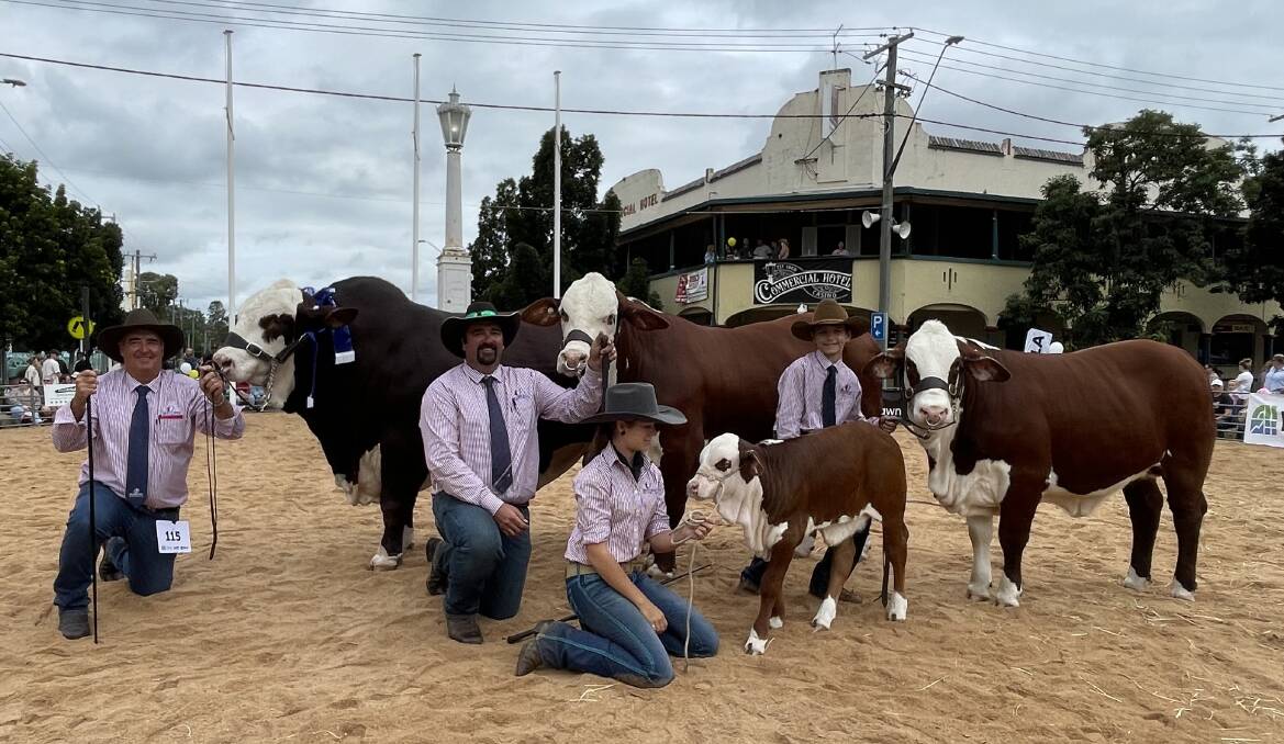 Champion exhibitor at Casino Beef Week, Little Valley Grazing, Stratheden, with Doug Cameron and supreme exhibit Obie, Cameron Bennett with Supreme female Natasha and her calf with Anna Bennett and her brother Lawson with Quincy who placed second in his junior class.